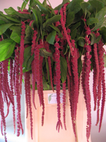 Amaranthus-caudatus-Red